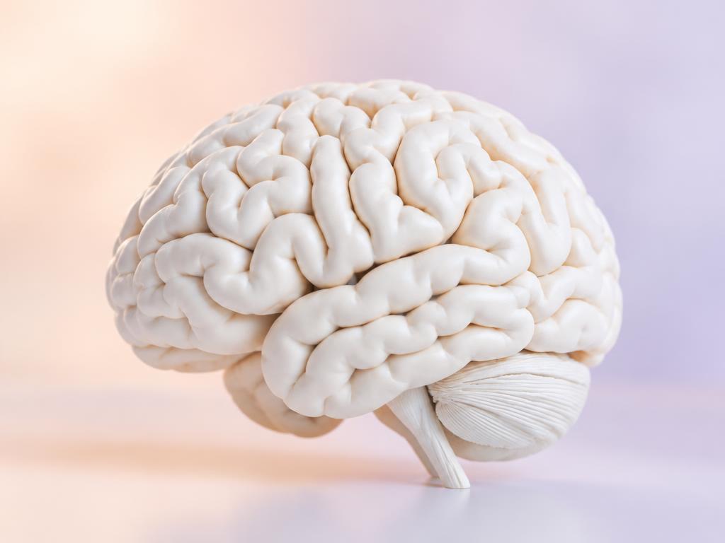 Anatomical brain model